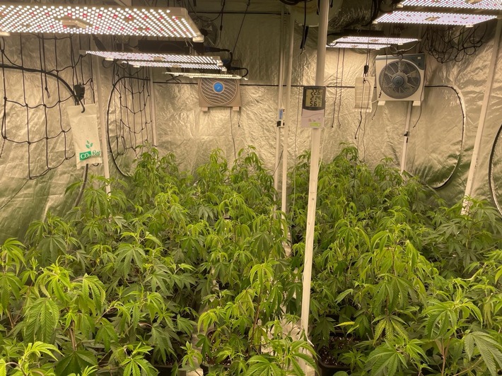 POL-KI: 240306.1 Kiel: Cannabispflanzen-Plantage in Wohnung entdeckt