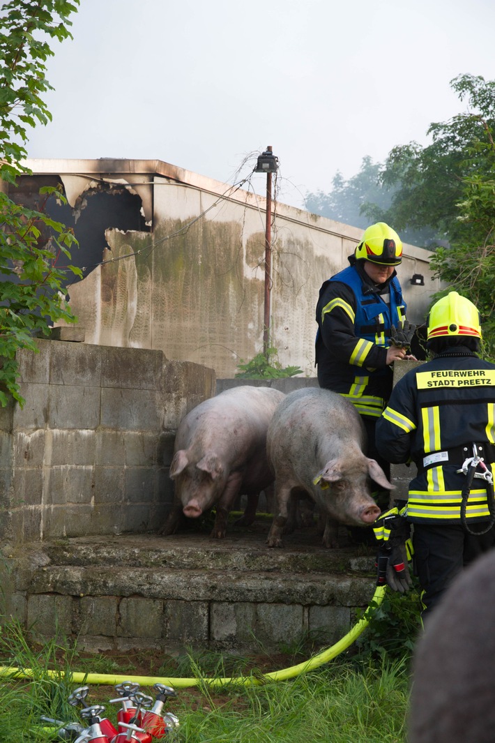 FW-PLÖ: Etwa 150 Schweine verendeten bei einem Feuer auf dem Gut Bredeneek bei Preetz. 50 Schweine konnte die Feuerwehr retten.