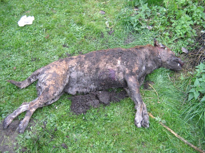 POL-HI: Schäferhund- Mischling grausam getötet.