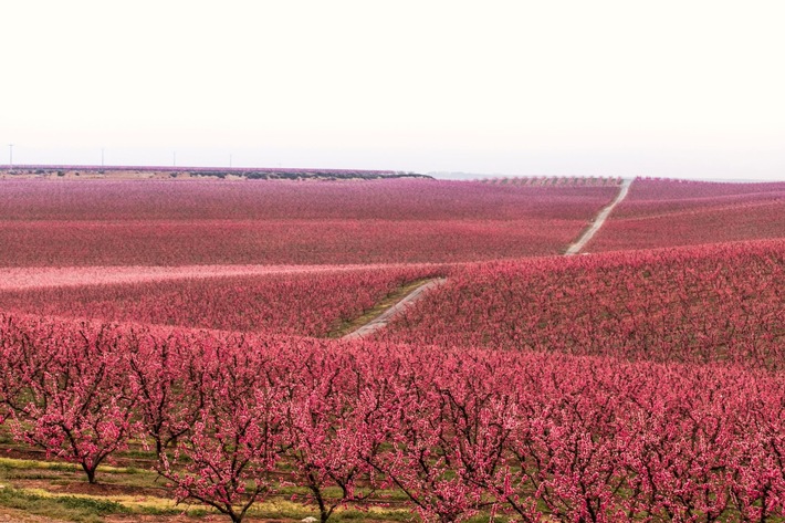 Pressemeldung: Wenn die Natur zum Leben erwacht - Die Magie der katalanischen Frühlingsblüte