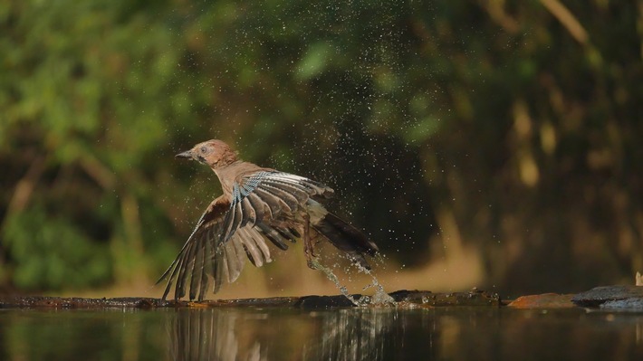 LUMIX G70: Wildlife-Fotografie wie bei den Profis / Mit der 4K Funktion für Serienbilder und Videosequenzen fangen Tierfotografen immer den richtigen Moment ein