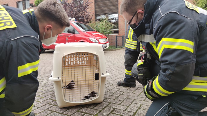 FW Celle: Celler Feuerwehr rettet zwei Vögel aus Schornstein