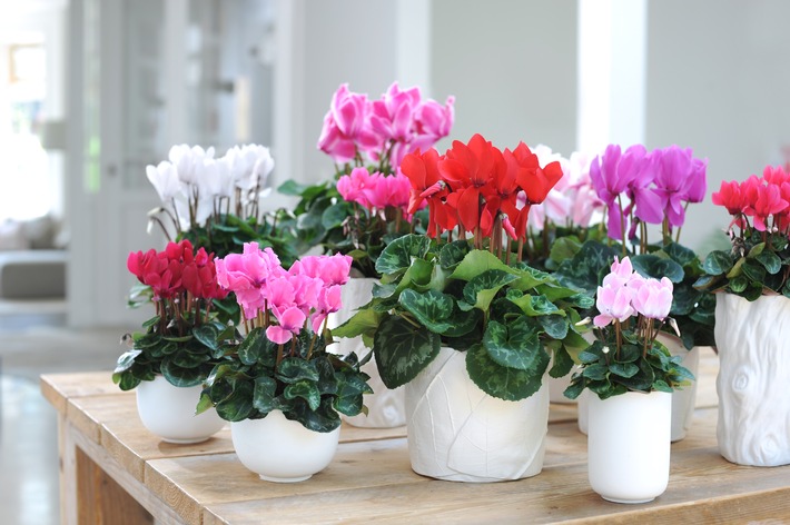 Alpenveilchen ist Zimmerpflanze des Monats November / Frische Brise im Haus: Mit Cyclamen durch den Winter (BILD)