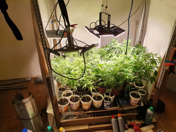 POL-HI: Cannabisplantage in Wohnung beschlagnahmt