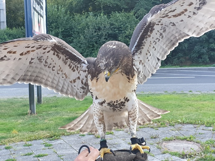 POL-VDKO: Sicherstellung eines Greifvogels aufgrund nicht artgerechten Tiertransports