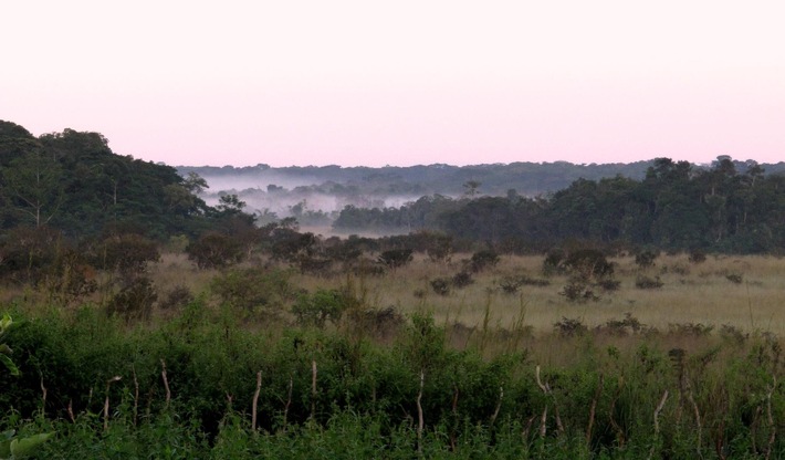 Communiqué de presse: Étude mondiale : le potentiel de la végétation naturelle est plus diversifié que prévu