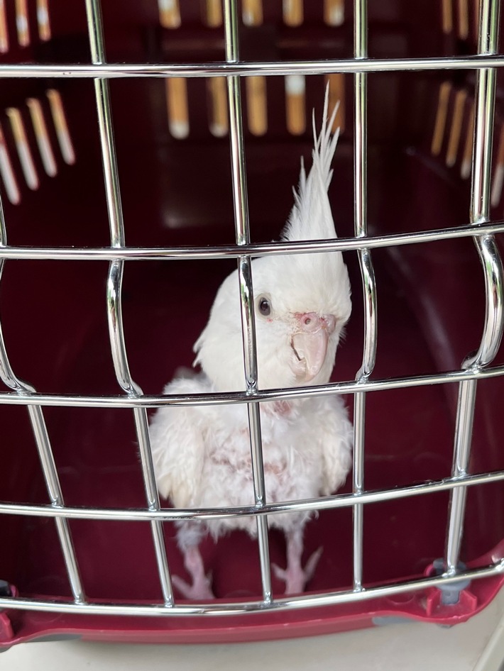 POL-NI: Weiterer tierischer Einsatz in Bückeburg: Verletzter Papagei gerettet