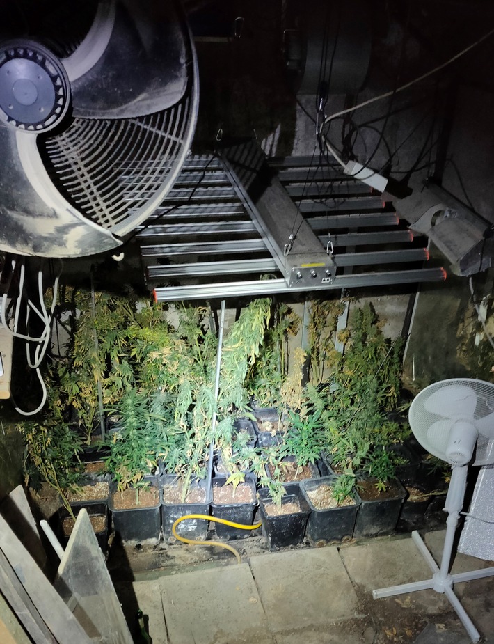 POL-BN: Alfter: Rund 70 Marihuanapflanzen und weitere Drogen sichergestellt