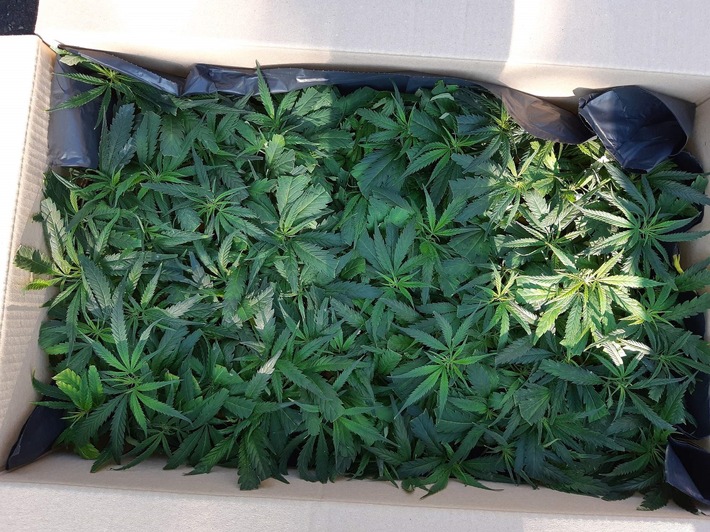 BPOL NRW: Bundespolizei landet Volltreffer bei Stichprobenkontrolle/ Haftbefehl vollstreckt und 600 Cannabispflanzen beschlagnahmt