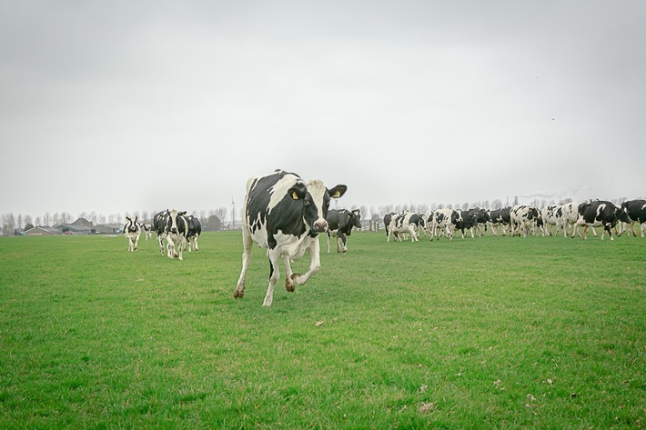 HAPPY COWS, HAPPY FARMERS, HAPPY PLANET - heißt das Motto von Ben & Jerry