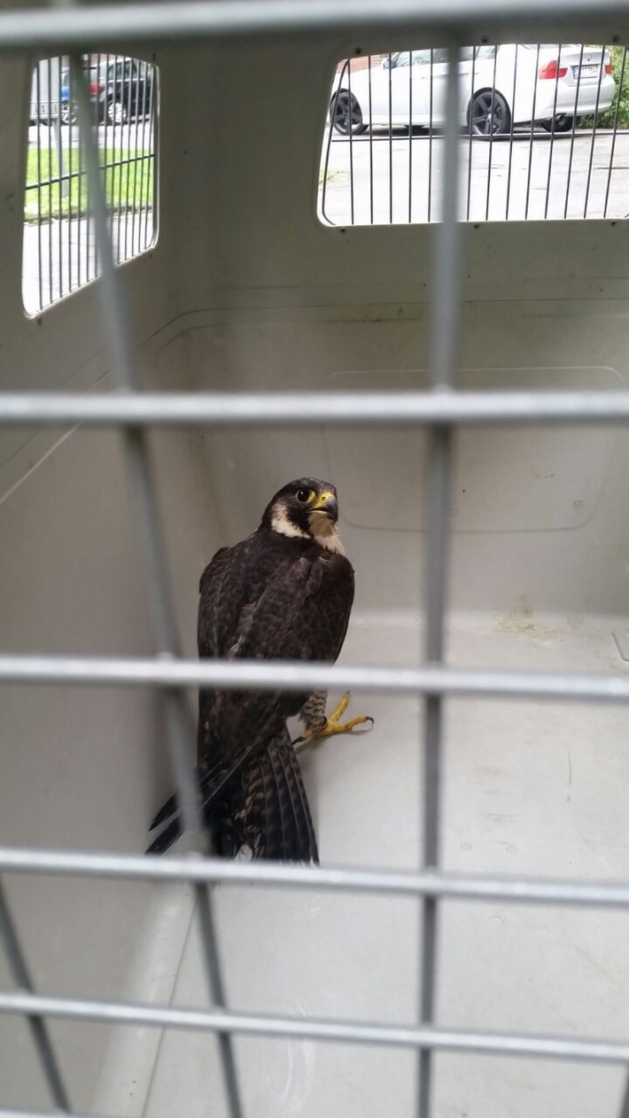 FW-BO: Verletzter Falke der Tierrettung übergeben