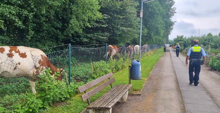 POL-UN: Kamen - Sieben ausgebüxte Rinder sorgen für "tierischen" Polizeieinsatz