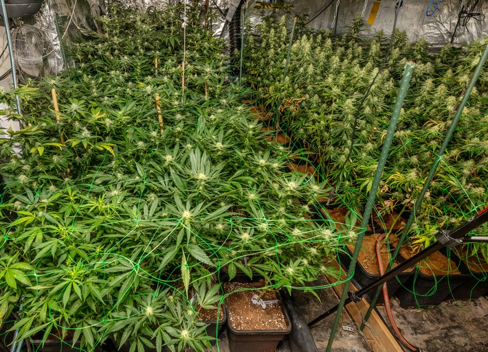 POL-E: Essen: Polizei entdeckt Cannabis-Plantage - vier Personen festgenommen