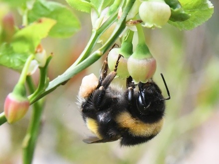 PM Frühe Blütenpracht: Warum Heidelbeeren für Hummeln überlebenswichtig sind