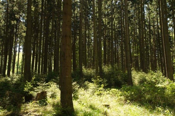 Klimaschutz braucht Holznutzung