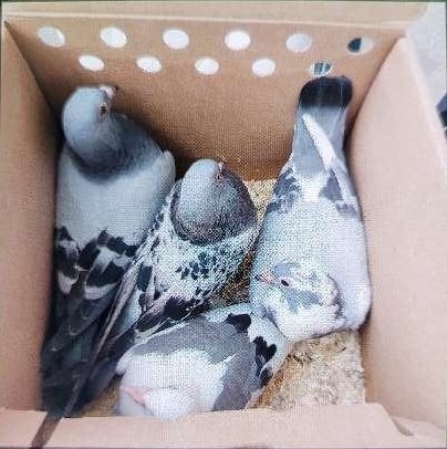 POL-NI: Wer kennt diese Tauben?