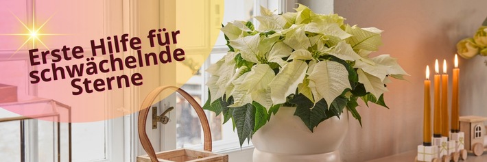 Erste Hilfe für schwächelnde Sterne: So kommen Weihnachtssterne wieder in Bestform