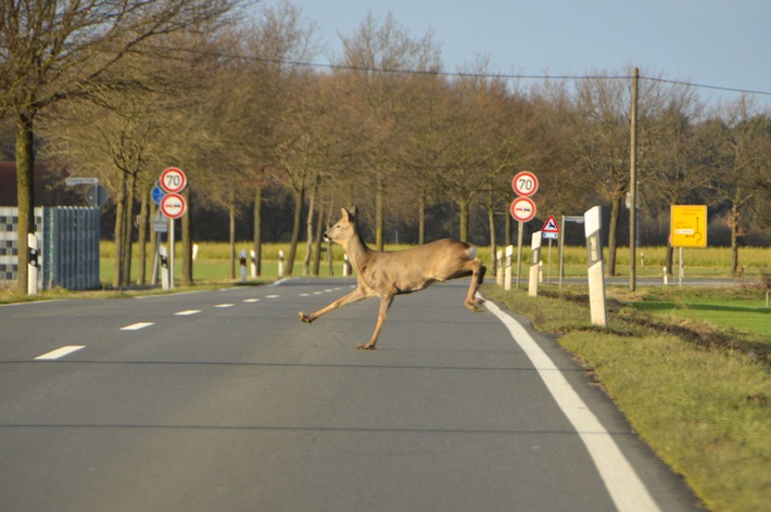 ADAC warnt: Hohes Wildunfall-Risiko durch Umstellung auf Sommerzeit / Wildwechsel meist in der Dämmerung / Fahrweise vor allem an Wäldern und Wiesen anpassen