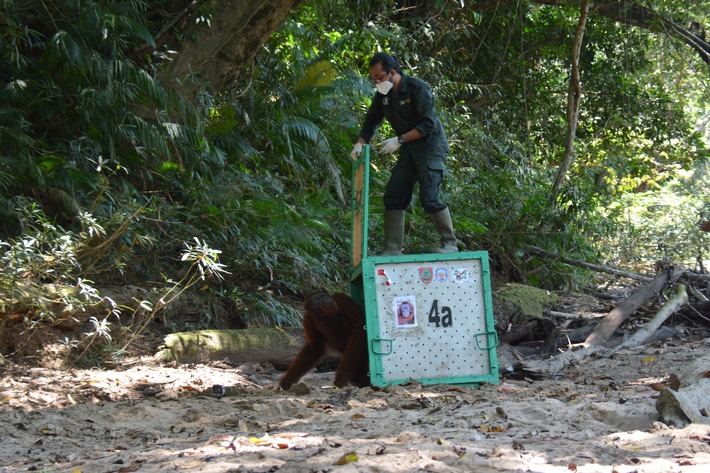 Erste Orang-Utan-Auswilderung im Lockdown / Zehn Orang-Utans fliegen mit dem Helikopter in die Freiheit