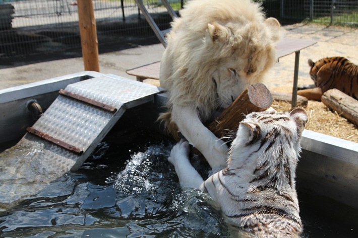 Das Aktionsbündnis "Tiere gehören zum Circus" appelliert an den Leipziger Stadtrat, sich von dem Gedanken eines Wildtierverbotes zu distanzieren