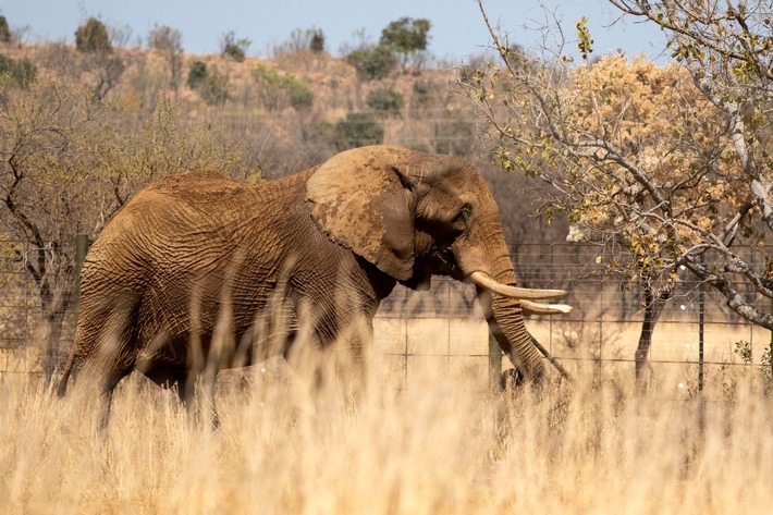 Update nach Transfer: Elefant Charley zum ersten Mal in der afrikanischen Savanne