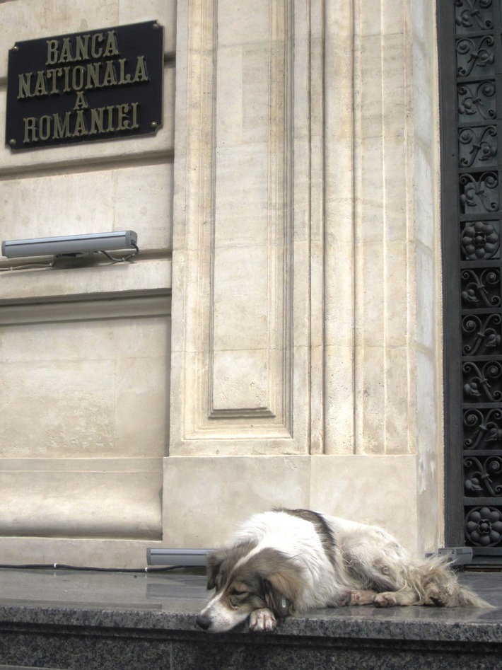 Rumänien: Töten von Streunerhunden endlich illegal / VIER PFOTEN vor Gericht erfolgreich / Stadt Bukarest tötet weiter (BILD)