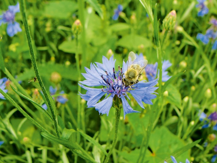 Medienmitteilung: Mehr Blüten für Bienen – mit agiler Beratung