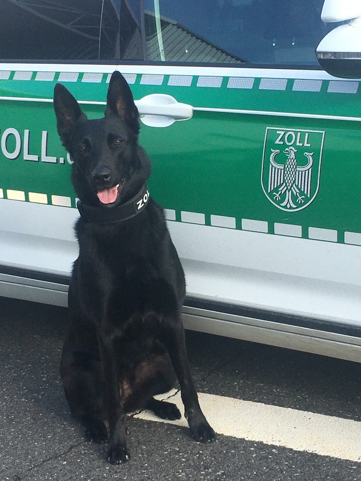 HZA-SW: Tara findet zielsicher Drogen / Zollhund erschnüffelt 142 Gramm Rauschgift