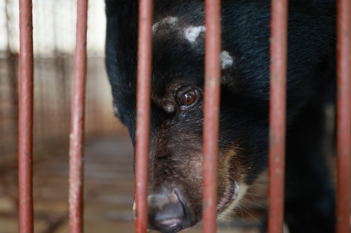 Vietnam: VIER PFOTEN rettet den letzten Bären einer Bärenfarm in der Provinz Binh Duong