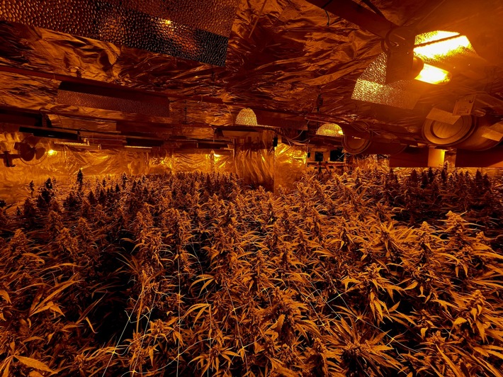 POL-K: 220811-3-K Cannabisplantage in Einfamilienhaus - Mehr als 1000 Pflanzen sichergestellt