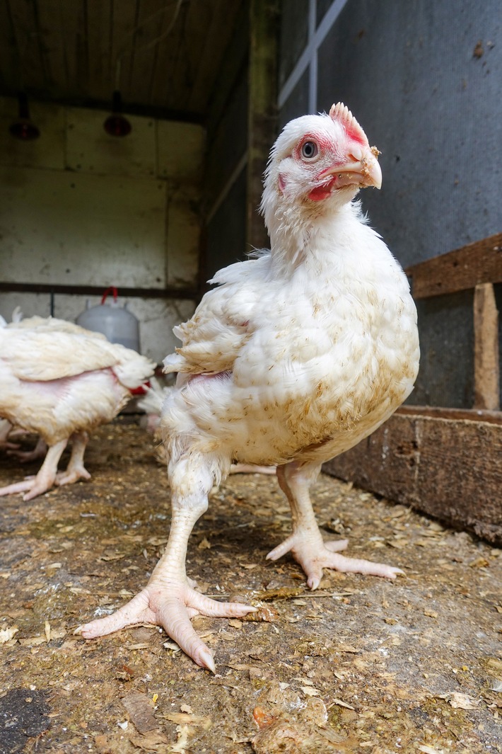 In fünf Wochen vom Babyküken zum Fleischkoloss