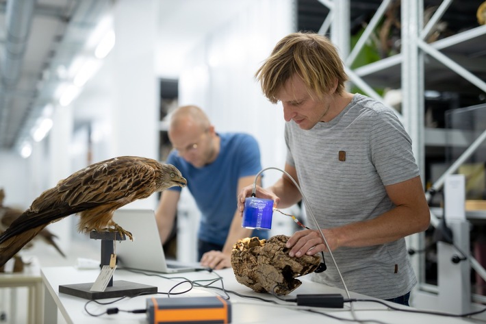 Universität UMIT TIROL: Forschung zum Schutz von Vögeln und Fledermäusen