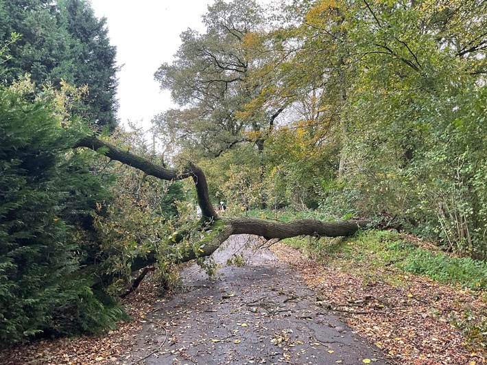 FW Alpen: Baum auf Straße