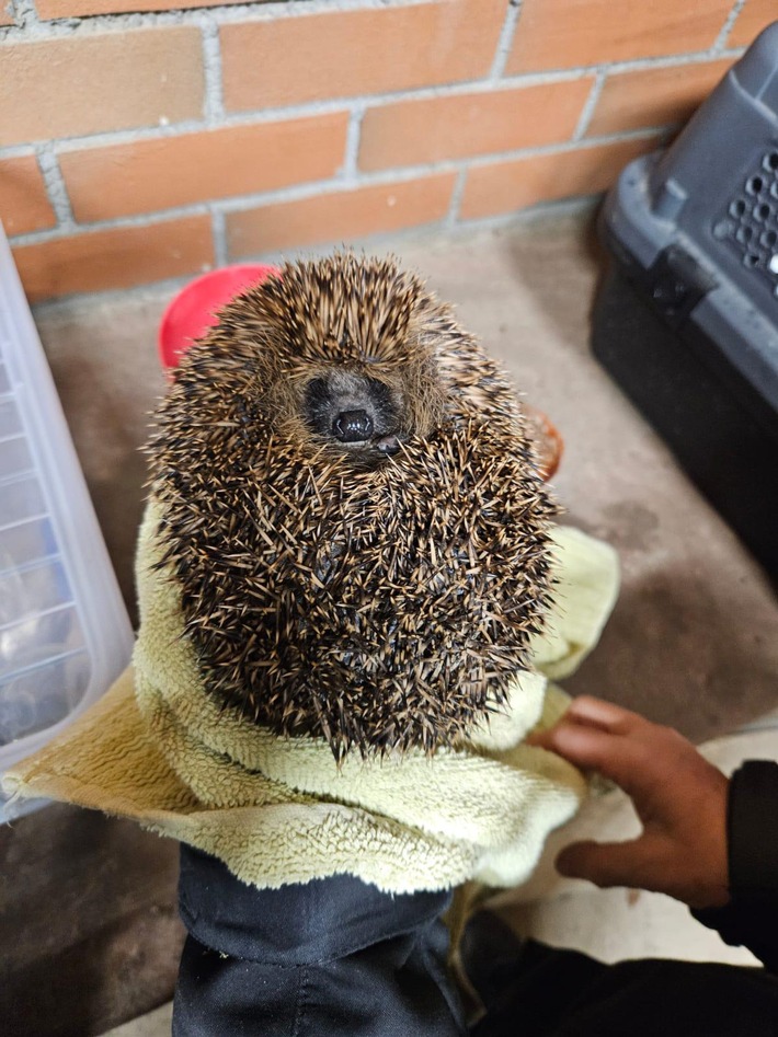 POL-OG: Rastatt - Rettung eines Igels - Mit guten Nachrichten ins Wochenende