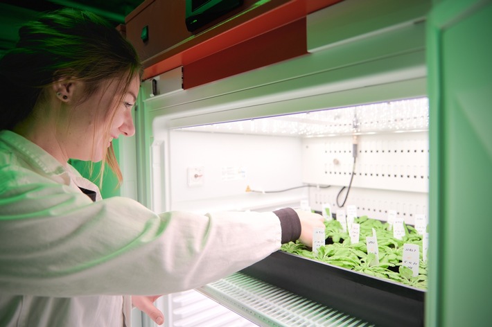 Pressemitteilung Nr. 010/2026 der Leibniz Universität Hannover   Ein synthetischer Lichtschalter für die Photosynthese