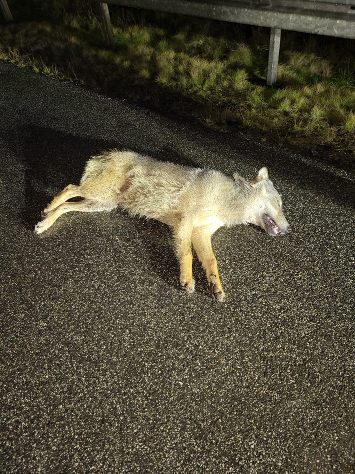 API-TH: Toter Wolf auf der A 38