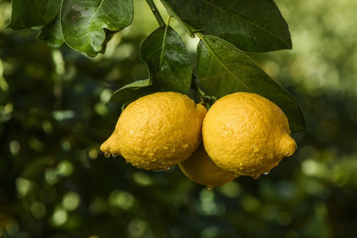 Canada is already the third largest non-EU market for European lemons