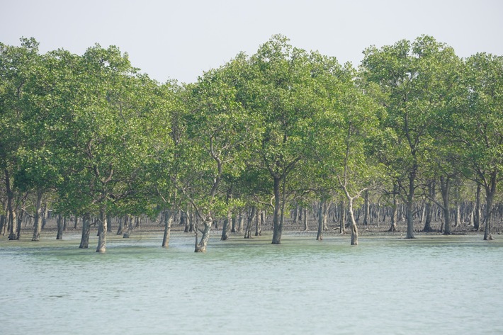 Nachhaltigere Garnelen: Gut für Mangroven-, Küsten- und Klimaschutz