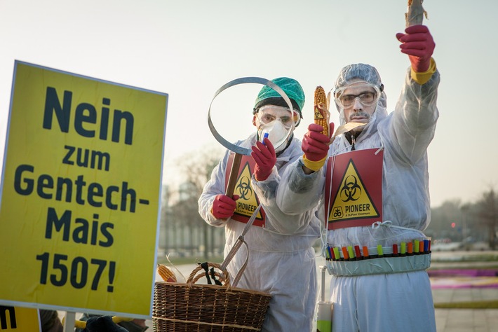 Gentech-Mais 1507: Bündnis wirft Bundesregierung Wortbruch vor (FOTO)