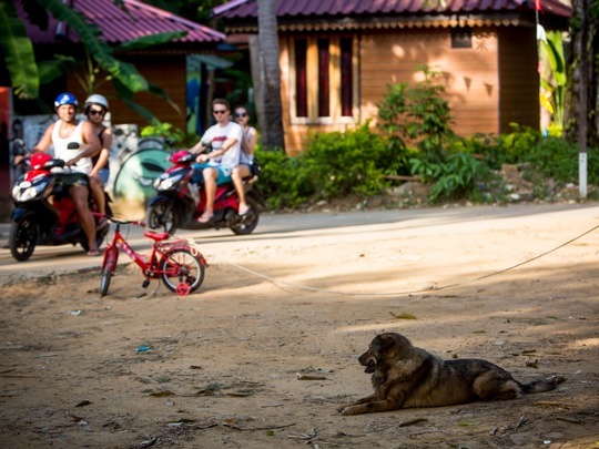 En vacances: comment se comporter face aux chiens errants