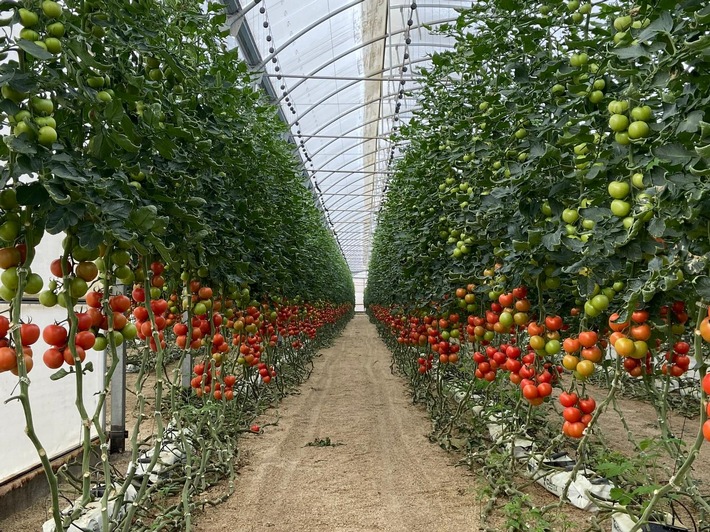 Tomatengewachshaus in Sudspanien.jpeg