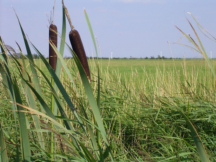 DBU: Wie Moor- und Denkmalschutz mit Landwirtschaft unter einen Hut gebracht werden