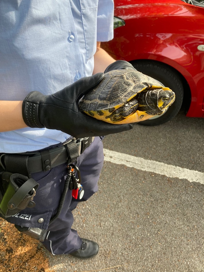 POL-HA: Schildkröte auf dem Parkplatz des Gerichts gefunden