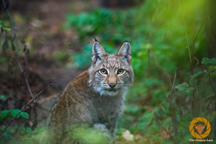 Hören wie Luchs Ludwig: HörPartner begrüßen jungen Patenluchs im Wildpark Schorfheide