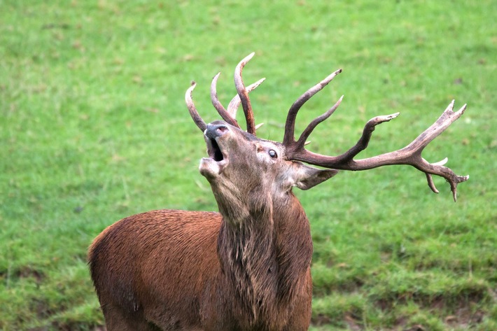 Wenn der Wald erzittert – Hirschbrunft im Wildparadies Tripsdrill