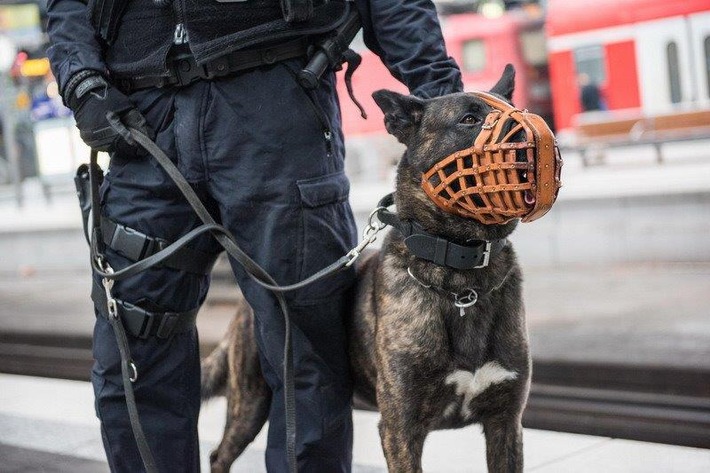 BPOL-KS: Diensthund stoppt flüchtenden Schwarzfahrer