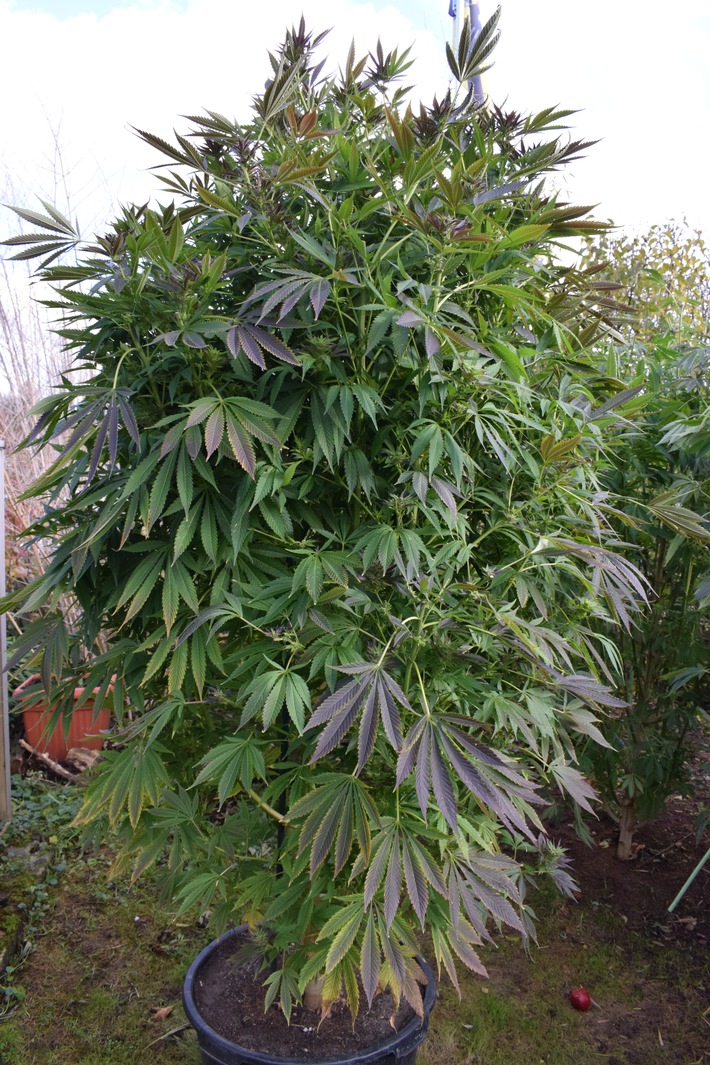 POL-KB: Korbach: Cannabispflanzen im Garten