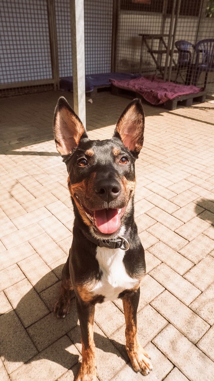 Sparkasse KölnBonn verknüpft Wettbewerb um schönsten Hund mit Hilfe für Tierheime