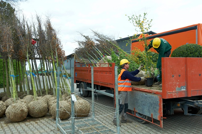 Der Bund deutscher Baumschulen (BdB) empfiehlt: Jetzt ist die beste Pflanzzeit für Bäume und Gehölze/Pflanzungen bis Weihnachten möglich