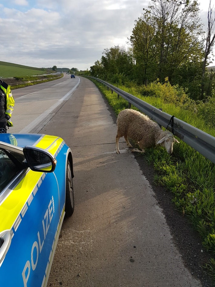 POL-GÖ: (308/2019) &quot;Schnauze voll&quot; vom Muttertag? - Umsichtiger Autofahrer und Streife der Autobahnpolizei fangen zusammen ausgebüxtes Schaf auf A 7 bei Northeim ein